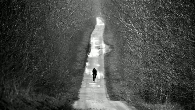 Video Reference: Water, Atmosphere, Vertebrate, Plant, Black, Sky, Road surface, Branch, Tree, Standing