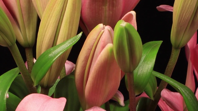 Video Reference: Flower, Plant, Leaf, Nature, Petal, Botany, Terrestrial plant, Flowering plant, Close-up, Cut flowers