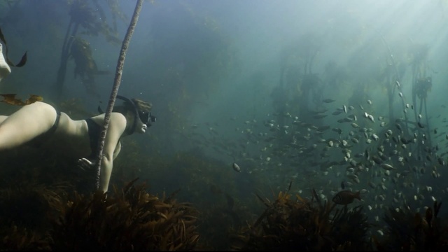 Video Reference: Water, Underwater diving, Plant, Scuba diving, Divemaster, Marine biology, Underwater, Diving equipment, Grass, Swimfin