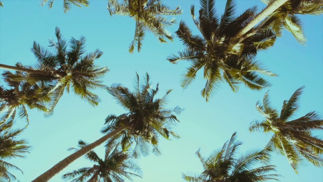 Video Reference: Sky, Daytime, Light, Nature, Branch, Terrestrial plant, Arecales, Tree, Vegetation, Woody plant