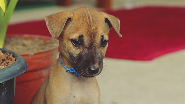 Video Reference: Head, Dog, Eye, Dog breed, Carnivore, Whiskers, Companion dog, Fawn, Collar, Snout