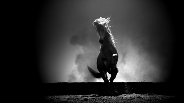 Video Reference: Horse, Cloud, Leg, Sky, Flash photography, Human body, Entertainment, Art, Mane, Backlighting