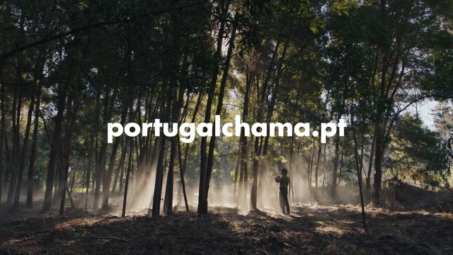 Video Reference: Atmosphere, Plant, Tree, Natural landscape, Wood, Trunk, Atmospheric phenomenon, Grass, Deciduous, Landscape