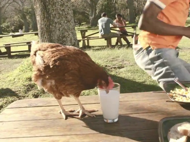 Video Reference: Plant, Bird, Tableware, Tree, Table, Outdoor bench, Beak, Shorts, Drink, Grass