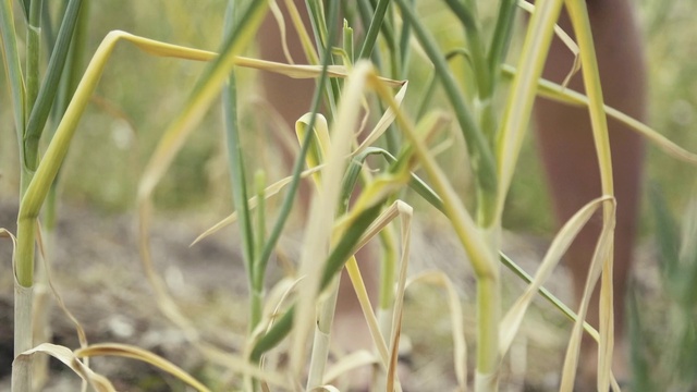 Video Reference: Plant, Terrestrial plant, Grass, Flowering plant, Twig, Agriculture, Plant stem, Sedge family, Terrestrial animal, Herbaceous plant