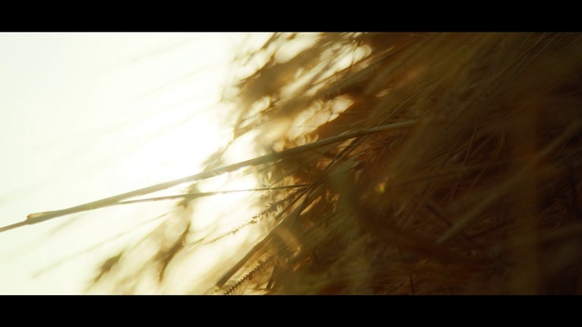 Video Reference: Plant, Twig, Wood, Sun, Tints and shades, Grass, Heat, Natural landscape, Landscape, Lens flare