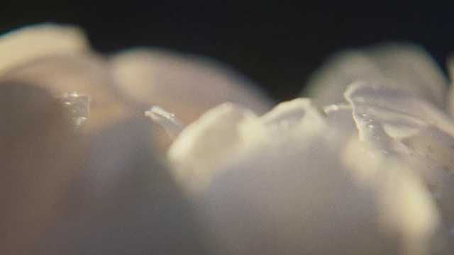 Video Reference: Gesture, Petal, Cloud, Liquid, Darkness, Macro photography, Transparent material, Meteorological phenomenon, Cumulus, Moisture