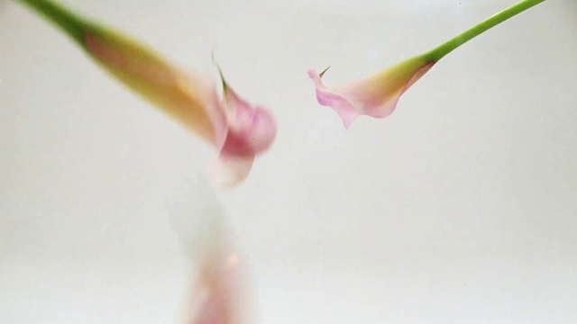 Video Reference: Flower, Plant, Petal, Terrestrial plant, Pedicel, Flowering plant, Magenta, Twig, Macro photography, Bud