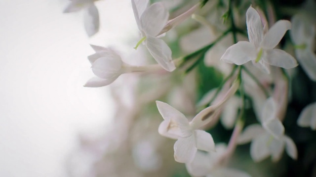 Video Reference: Flower, Plant, Petal, Terrestrial plant, Herbaceous plant, Flowering plant, Pedicel, Blossom, Twig, Wildflower