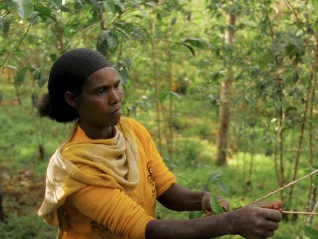 Video Reference: Plant, People in nature, Tree, Happy, Terrestrial plant, Adaptation, Grass, Leisure, Forest, Grassland