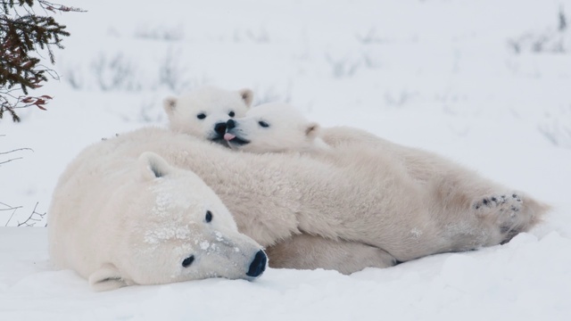Video Reference: Snow, Carnivore, Polar ice cap, Comfort, Ice cap, Snout, Terrestrial animal, Winter, Freezing, Stuffed toy
