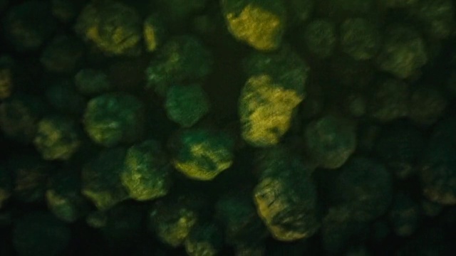 Video Reference: Water, Natural material, Marine biology, Tints and shades, Pattern, Terrestrial plant, Wool, Electric blue, Underwater, Circle