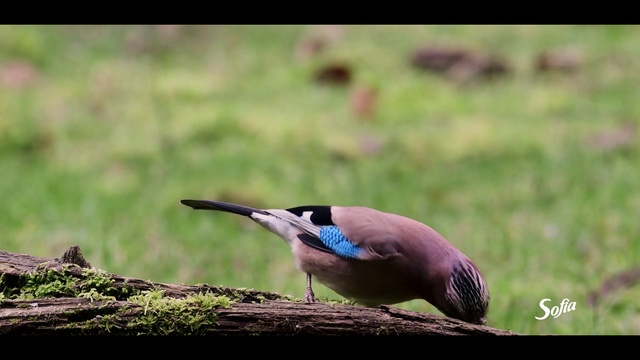 Video Reference: Bird, Ecoregion, Plant, Organism, Beak, Grass, Feather, Terrestrial animal, Adaptation, Tree