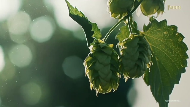 Video Reference: Plant, Twig, Branch, Flower, Tree, Terrestrial plant, Flowering plant, Hops, Macro photography, Fruit