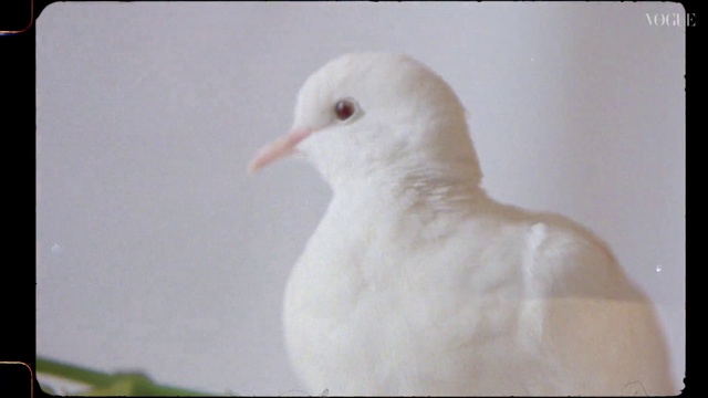 Video Reference: Bird, Beak, Feather, Gull, Seabird, Lari, Wing, Charadriiformes, European herring gull, Water bird