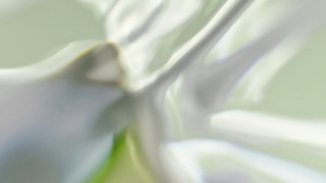 Video Reference: Petal, Flower, Terrestrial plant, Plant, Houseplant, Grass, Pattern, Flowering plant, Herbaceous plant, Macro photography