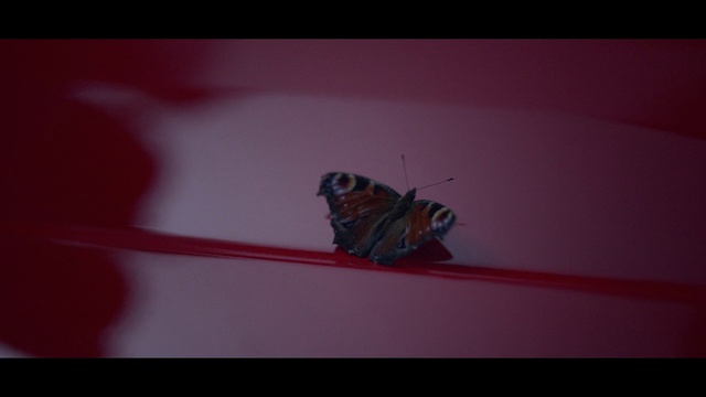 Video Reference: Pollinator, Butterfly, Insect, Arthropod, Moths and butterflies, Pink, Art, Wing, Magenta, Invertebrate