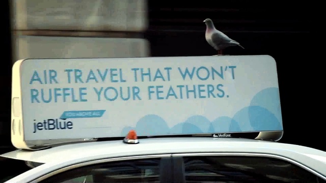 Video Reference: Bird, Car, Vehicle, Motor vehicle, White, Light, Automotive design, Hood, Automotive exterior, Mode of transport