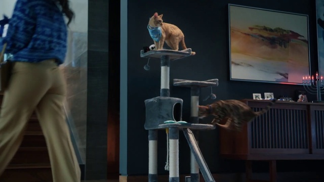 Video Reference: Vertebrate, Sleeve, Art, Lectern, Event, Knee, Electric blue, Felidae, Human leg, Tail