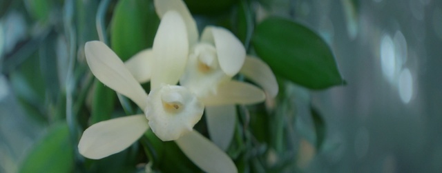 Video Reference: Flower, Plant, Petal, Terrestrial plant, Flowering plant, Pedicel, Herbaceous plant, Event, Plant stem, Pittosporaceae