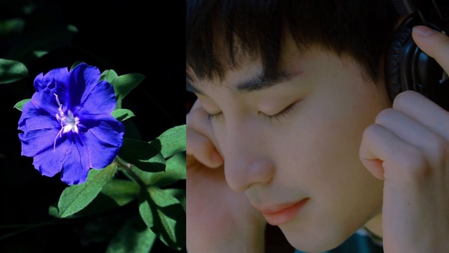 Video Reference: Nose, Flower, Plant, Eye, Eyelash, Petal, Jaw, Iris, Happy, Terrestrial plant