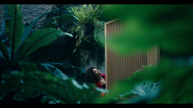 Video Reference: Plant, Green, Terrestrial plant, Organism, Biome, Tree, Arecales, People in nature, Grass, Aquatic plant