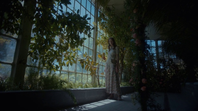 Video Reference: Plant, Shade, Wood, Grass, Road surface, Tints and shades, Twig, Facade, Road, Tree