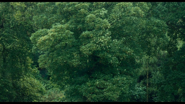 Video Reference: Green, Terrestrial plant, Natural landscape, Groundcover, Grass, Grassland, Landscape, Tints and shades, Tree, Shrub