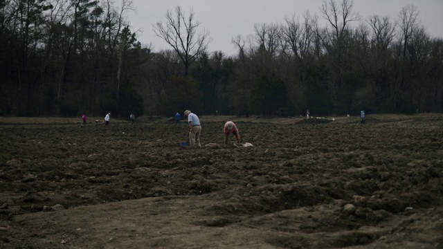 Video Reference: Sky, Plant, Tree, Plain, Natural landscape, Grassland, Wood, Grass, Landscape, Meadow