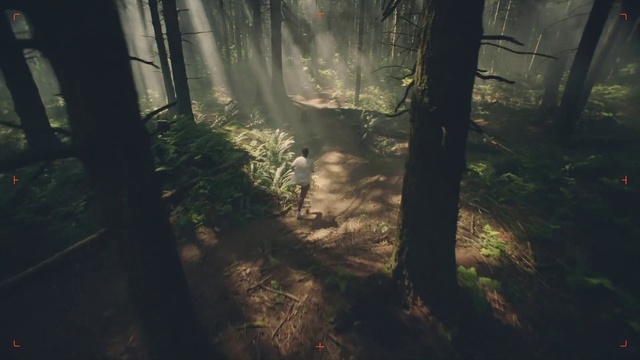 Video Reference: Plant, Natural landscape, Wood, Shade, Twig, Sunlight, Trunk, Terrestrial plant, Cloud, Grass