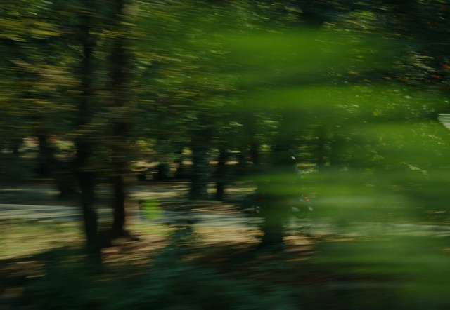 Video Reference: Natural landscape, Wood, Terrestrial plant, Trunk, Landscape, Tints and shades, Grass, Plant, Deciduous, Forest