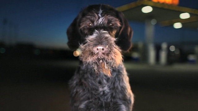 Video Reference: Dog, Dog breed, Liver, Ear, Water dog, Carnivore, Companion dog, Terrier, Sporting Group, Working animal