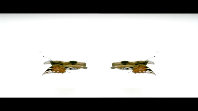 Video Reference: Arthropod, Insect, Pollinator, Pest, Font, Beetle, Membrane-winged insect, Terrestrial animal, Parasite, Bat