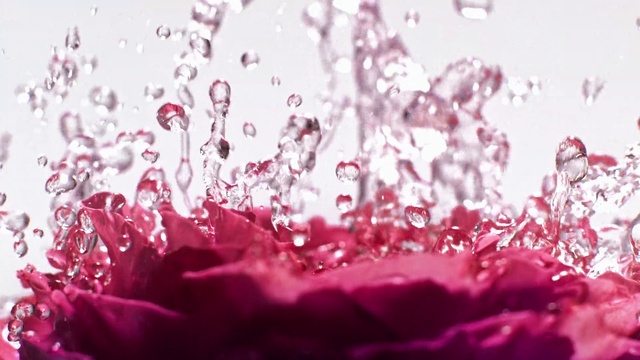 Video Reference: Water, Flower, Liquid, Petal, Purple, Pink, Plant, Violet, Grass, Moisture