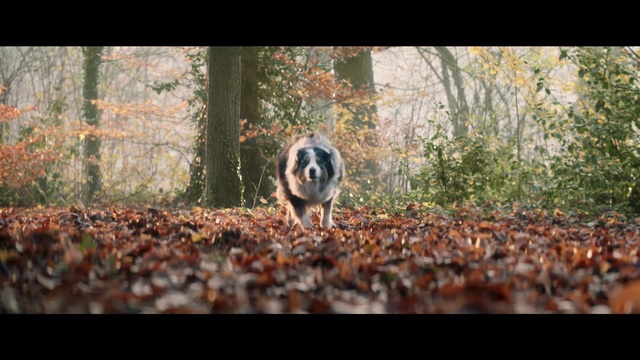 Video Reference: Dog, Plant, Tree, Natural landscape, Wood, Grass, Carnivore, Fawn, Twig, People in nature