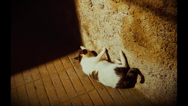 Video Reference: Brown, Dog, Wood, Carnivore, Dog breed, Felidae, Fawn, Companion dog, Small to medium-sized cats, Tints and shades