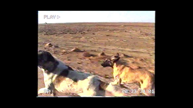 Video Reference: Ecoregion, Natural landscape, Rectangle, Fawn, Carnivore, Terrestrial animal, Landscape, Plain, Snout, Horizon