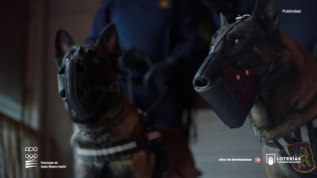 Video Reference: Horse, Working animal, Bridle, Horse supplies, Horse tack, Liver, Bit, Felidae, Snout, Pack animal