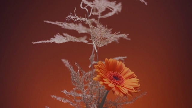 Video Reference: Flower, Plant, Petal, Branch, Sky, Twig, Flowering plant, Annual plant, Pollen, Daisy family