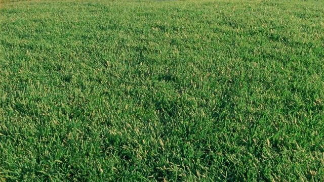 Video Reference: grass, field, lawn, green, outdoors, nature, ground, texture, meadow, turf