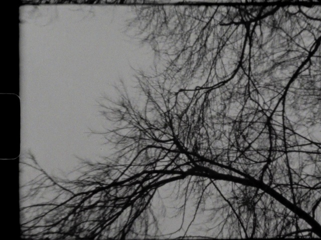 Video Reference: Sky, Twig, Grey, Atmospheric phenomenon, Natural landscape, Tints and shades, Tree, Rectangle, Trunk, Monochrome photography