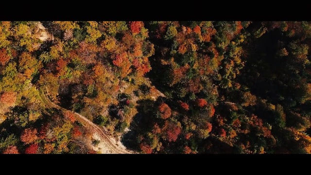 Video Reference: Flower, Natural landscape, Orange, Twig, Terrestrial plant, Trunk, Painting, Art, Deciduous, Tree