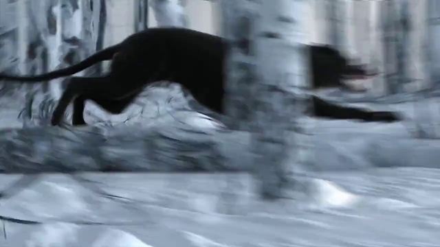 Video Reference: Dog, Dog breed, Carnivore, Whiskers, Felidae, Tail, Snout, Art, Sporting Group, Twig