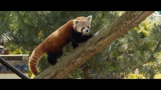 Video Reference: Plant, Tree, Fawn, Carnivore, Trunk, Adaptation, Wood, Terrestrial animal, Tail, Bear