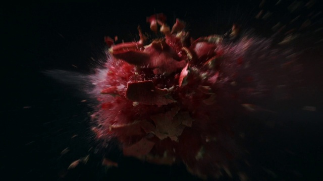 Video Reference: Flower, Plant, Petal, Underwater, Marine biology, Blossom, Cnidaria, Art, Darkness, Tree