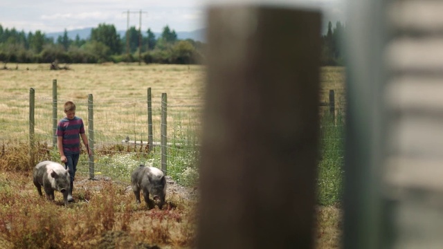 Video Reference: Grass, Working animal, Plant, Shepherd, Sky, Grassland, Landscape, Agriculture, Tree, Prairie