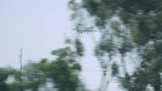 Video Reference: Sky, Twig, Plant, Tree, Cumulus, Forest, Overhead power line, Wildlife, Trunk, Grass