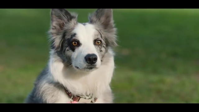Video Reference: Dog, Eye, Carnivore, Dog breed, Companion dog, Whiskers, Snout, Grass, Dog agility, Sporting Group