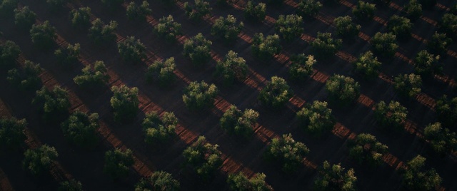 Video Reference: Natural landscape, Wood, Landscape, Sky, Groundcover, Grass, Pattern, Urban design, Agriculture, Tree