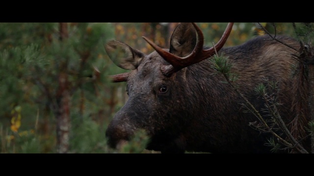 Video Reference: Head, Plant, Grass, Fawn, Natural material, Terrestrial animal, Horn, Snout, Deer, Sky
